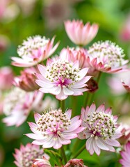 Close-up view of delicate, light pink and white flowers with intricate details, showcasing a beautiful floral arrangement in soft focus.
