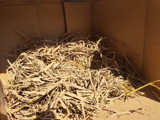 A nest of dry straw in an empty coop