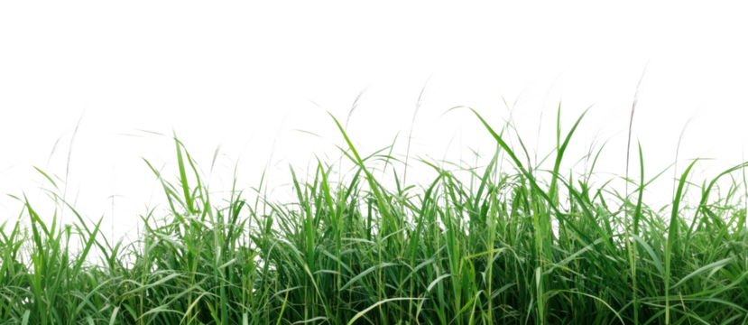 PNG Grassy field simple borders background outdoors nature.