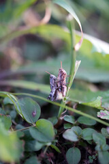 grasshopper mating