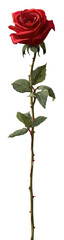 A single, vibrant red rose with a long stem and leaves against a dark background.  The rose is detailed with a slightly pixelated texture