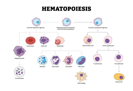 Hematopoiesis blood cellular components formation. Labeled Multipotential Hematopoietic Stem Cell Hemocytoblast, Common Lymphoid Myeloid Progenitor. Leukocytes and lymphocytes generation illustration