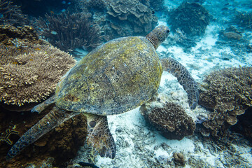 Obraz premium A large male green sea turtle swimming the crystal clear waters of a coral reef lagoon at Lady Elliot Island, Southern Great Barrier Reef, Queensland.