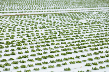 春の植え付け直後のレタス畑