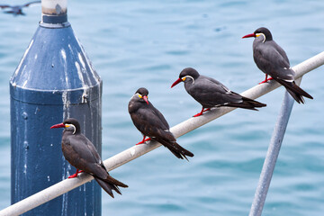 Four inca terns (zarcillos, piqueros) perched on a railing by the sea in Lima, Peru. These seabirds are recognizable by their gray plumage, red beaks, and white facial feathers.