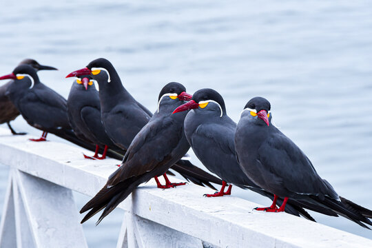 Four inca terns (zarcillos, piqueros) perched on a railing by the sea in Lima, Peru. These seabirds are recognizable by their gray plumage, red beaks, and white facial feathers.