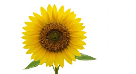 Obraz premium Vibrant yellow sunflower blooms brightly against pure white background. AI Generated