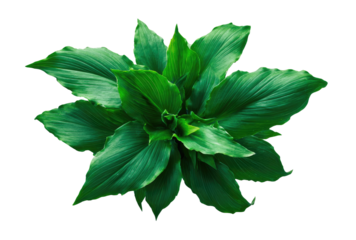 Close-up of a vibrant green plant with numerous, overlapping leaves radiating outward from a central point, creating a star-like pattern. 