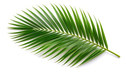 Obraz premium Close-up of a vibrant palm frond