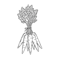 Handdrawn bunch of fresh carrots with leafy tops tied together with a string.