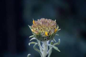 Macro of a flower head blooming and unfolding