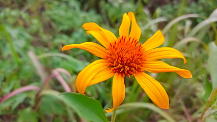 a picture of sunflowers or helianthus annuus