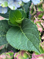 Obraz premium green leaves in the garden next to the hydrangeas 