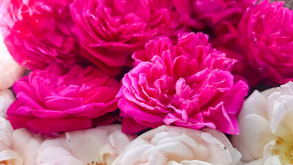 pink and white rose flower