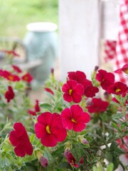 flowers in the garden
