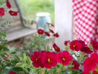 flowers in a garden