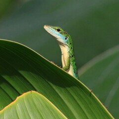 Green Anole Lizard Peeking Over a Large Leaf in Natural Sunlight.