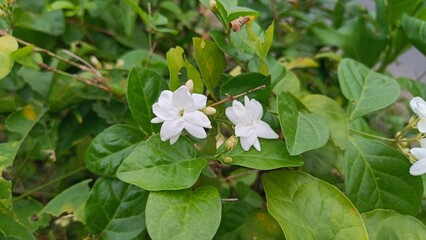 Close-up of blooming white jasmine flowers with green leaves, showing fresh petals and buds in a natural outdoor garden setting.