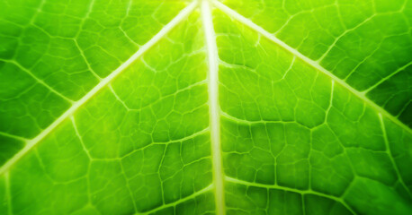 Macro shot of a vibrant green leaf with intricate vein patterns, highlighted by backlighting. A natural, healthy, and organic background, soft focus.