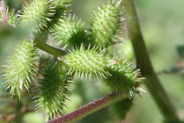 オナモミ（オオオナモミ）の実のクローズアップ