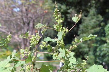 日なたの草原で実るオオオナモミ