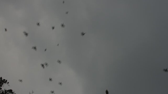 Peque&ntilde;os p&aacute;jaros, palomas y cuervos en una gran parvada volando juntos hacia la copa de un &aacute;rbol en un clima fresco previo a la tormenta durante el atardecer de verano. Sonido ambiente. HD Real time