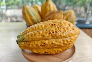 Ripe yellow cocoa pod in a plate