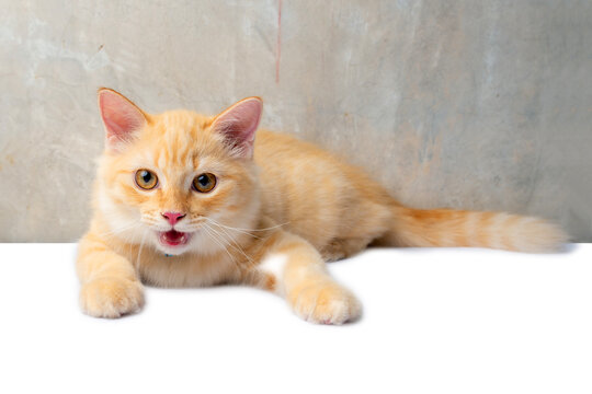 Cute orange cat crouching and stare straight ahead.