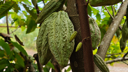 green cocoa pods hanging from trees in a cocoa plantation.
