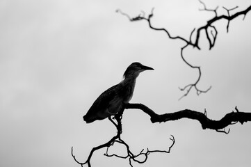 Abstract Background of a Pacific Heron Perched in a Crooked Tree as Hurricane Kiko Approaches the Hawaiian Islands.