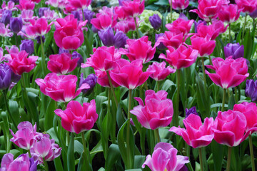 Tulips Flower