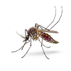 mosquito isolated on white