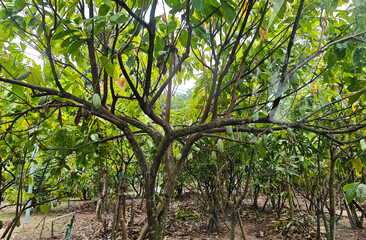 Cocoa berries in  cocoa plantation 