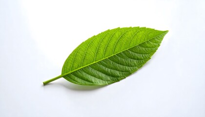 Obraz premium green leaf on a white background
