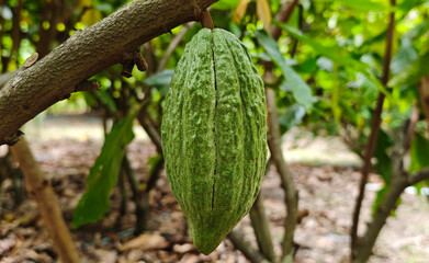 Close-up Cocoa pods hanging on tree in cocoa plantation