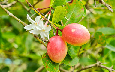 Carunda or Karonda fruit on tree organic garden