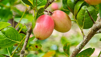 Carunda or Karonda fruit on tree organic garden