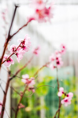 pink peach blossom branch with soft bokeh and shallow depth of field beside greenhouse in backyard