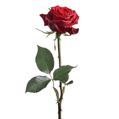 Close-up of a single, deep red rose, with green leaves and stem, against a black background.