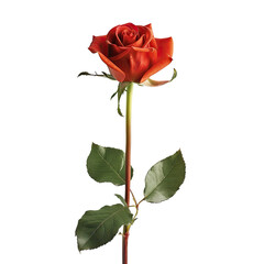 Single crimson rose, isolated on black. 