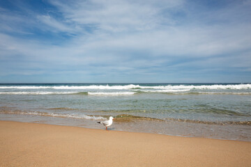 Small ocean waves roll towards the shoreline of a beautiful sandy beach. Captured on a sunny day on the East Coast of NSW, Australia.