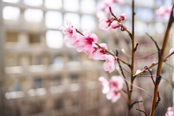 pink peach blossom with shallow depth of field by wooden fence in garden