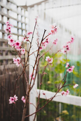 pink peach blossom branch with soft bokeh and shallow depth of field beside greenhouse in backyard
