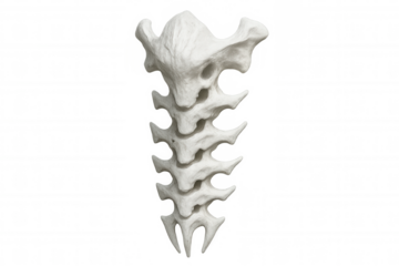 Clay sculpture representing a spine on transparent background, ideal for anatomical, artistic, or fantasy projects
