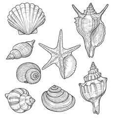 Detailed sketch of various seashells and a starfish, rendered in intricate black and white linework.