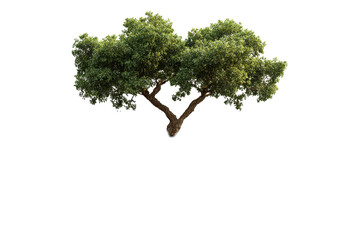 Isolated broadleaf tree cutout on transparent background