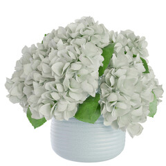hydrangea flower in a pot