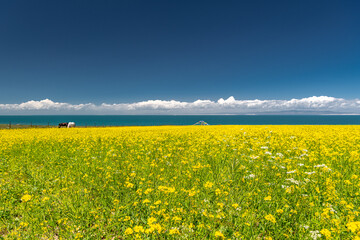 Obraz premium Qinghai - Tibet Plateau scenery. Qinghai Lake and Qinghai Prairie blooming with canola. Taken on the way from Xining to Golmud.