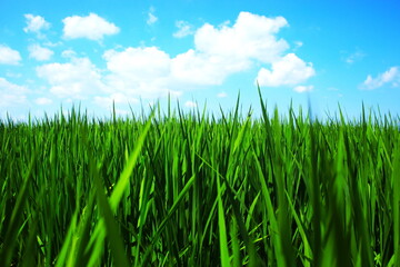 青空と白い雲と緑の稲