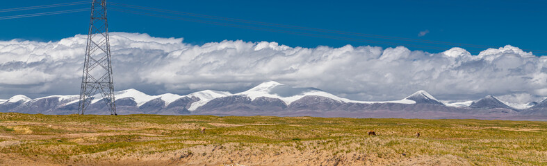 Fototapeta premium A group of wild Tibetan antelopes on the Qinghai-Tibet Plateau with the Kunlun Snow Mountain Range as the background. Shot at sunset in Wild Yak Valley, a no man s land, in Qinghai Province, China.